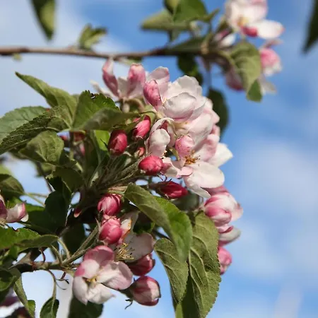 Pipowagen Eldikse Blauwe