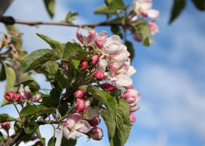 Pipowagen Eldikse Blauwe